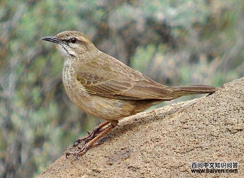 南非石鹨 南非石鹨的图片
