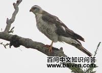 南非雀鹰 南非雀鹰的图片