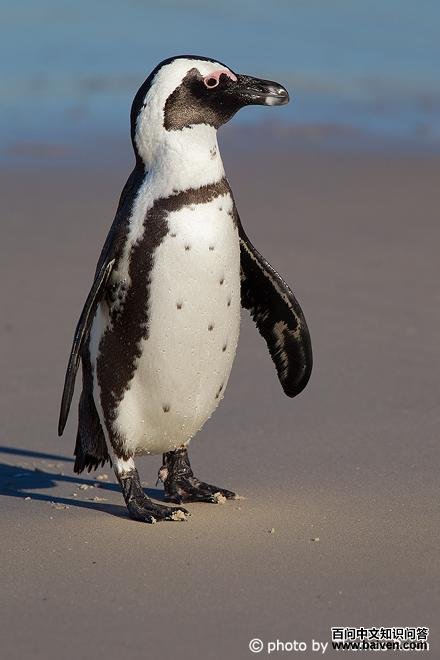 �Ϸ�����ͼƬ