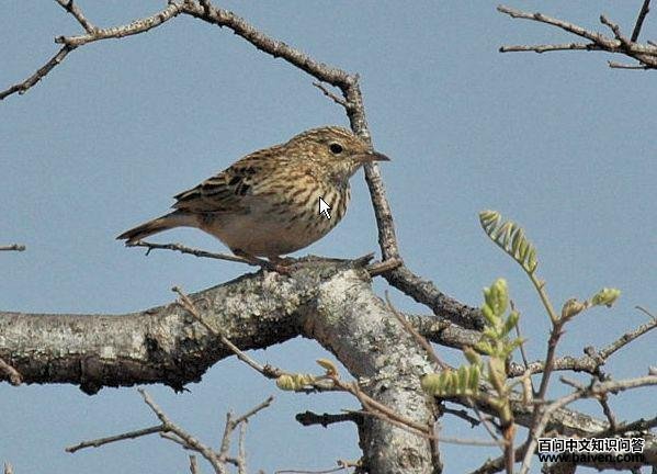 南非鹨 南非鹨的图片