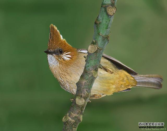 �׾�����