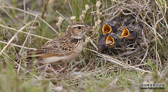 南非歌百灵 南非歌百灵的图片