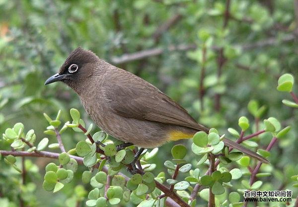 南非鹎 南非鹎的图片