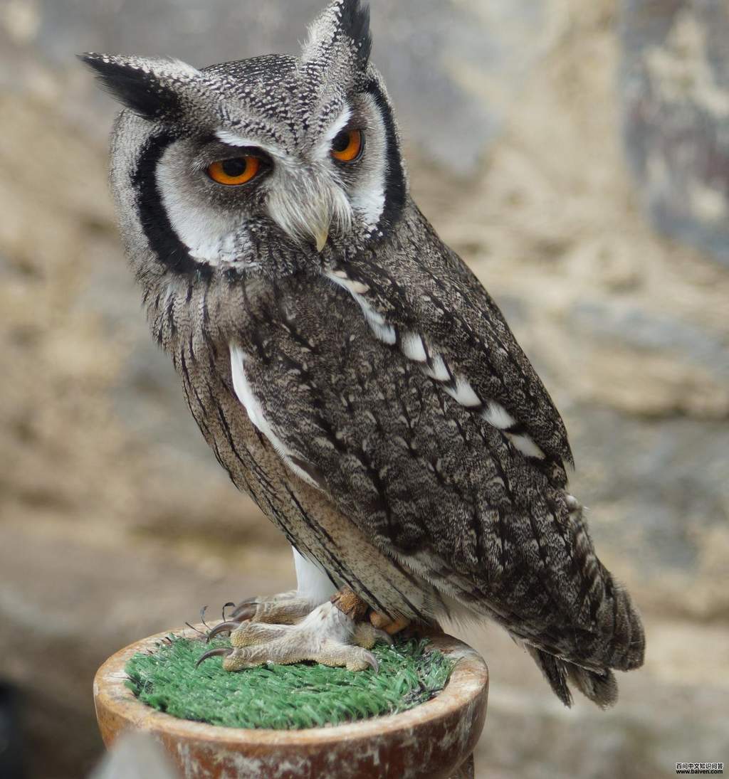 �ϰ������^