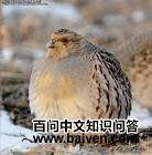 纳氏鹧鸪 纳氏鹧鸪的图片