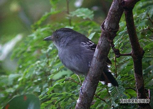 �������V��ͼƬ