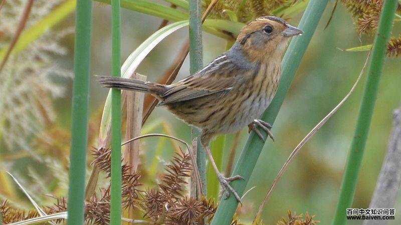 纳氏沙鹀 纳氏沙鹀的图片