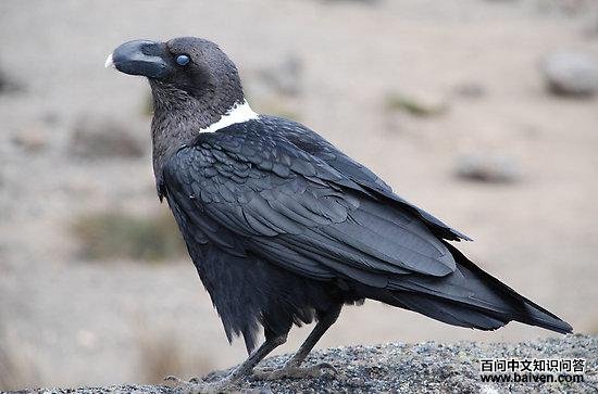 �׾���ѻ��ͼƬ