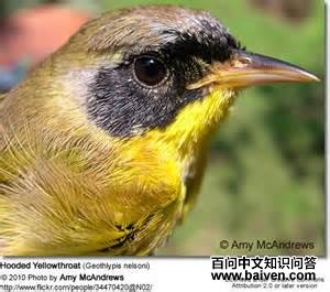 纳氏黄喉地莺 纳氏黄喉地莺的图片