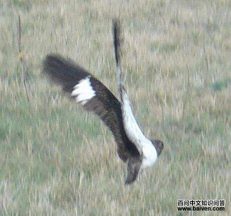 ������ҹӥ��ͼƬ