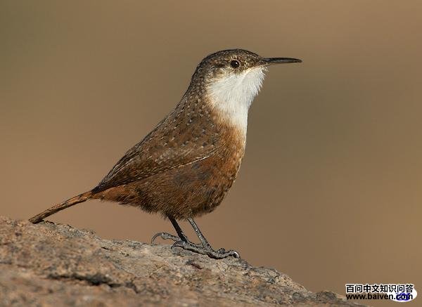 ī��������