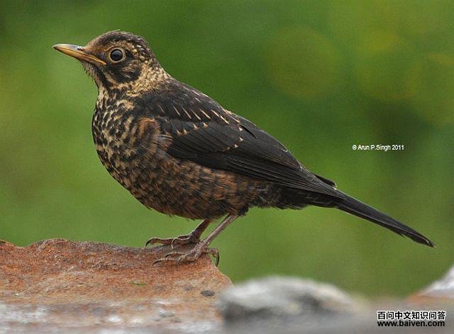 �׾�𴣺�ǳ���