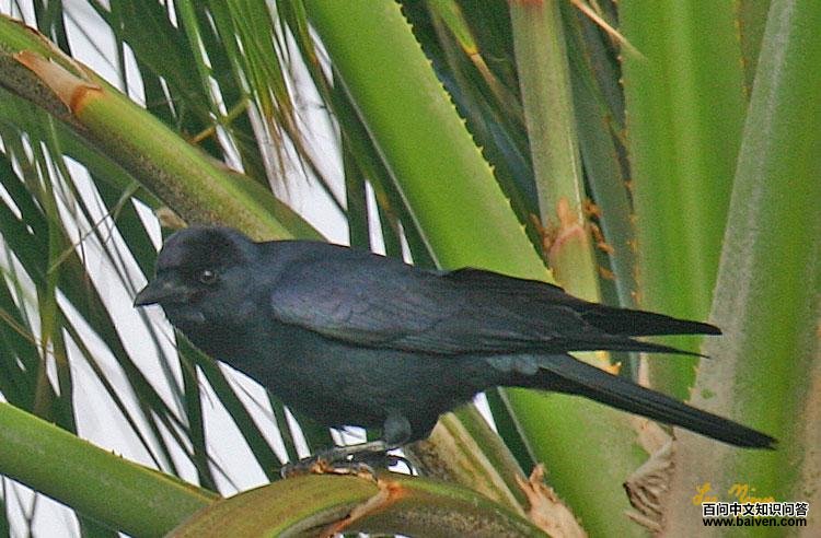 ī������ѻ