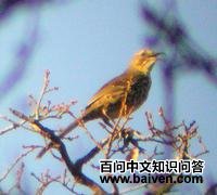 ī�������쳰�