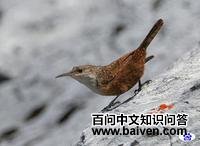 ī����������