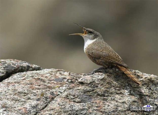 ī��������