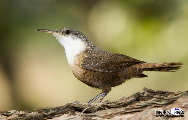 ī��������