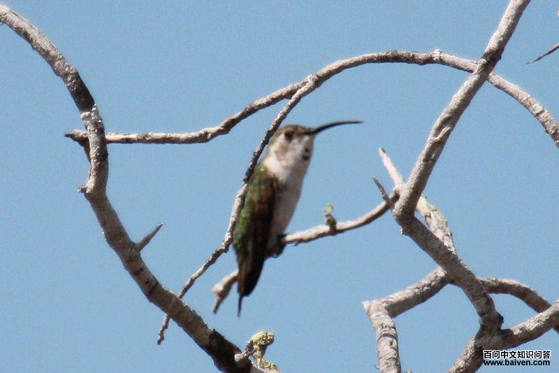 墨西哥剪尾蜂鸟 墨西哥剪尾蜂鸟的图片