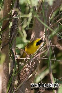 ī����ƺ���ݺ��ͼƬ