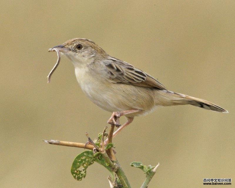 Į��βݺ��ͼƬ