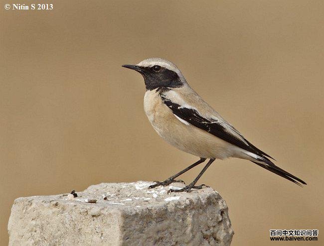 Į�S������ֳ��