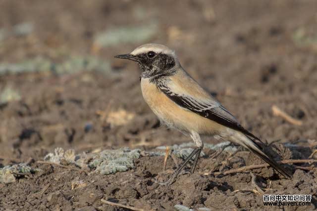 Į�S������