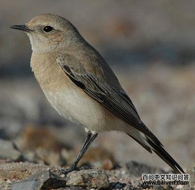 Į�S������