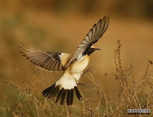 Į�S���������