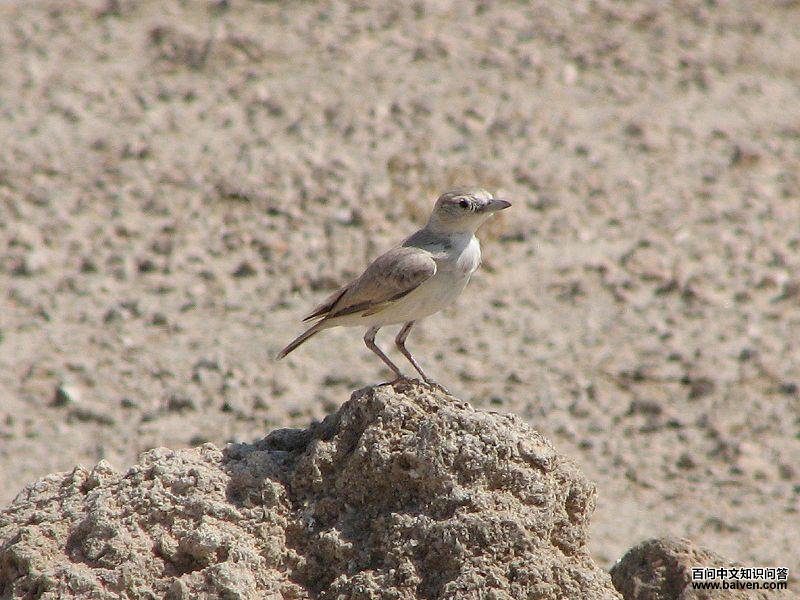漠百灵属 漠百灵属的图片