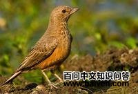 Į������