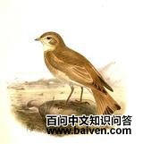 ��βĮ����