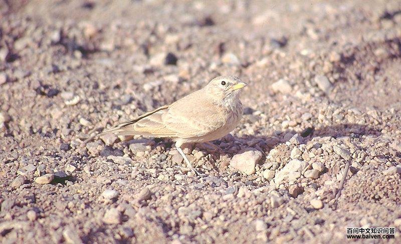 漠百灵 漠百灵的图片