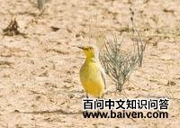 漠澳鵖 漠澳鵖的图片