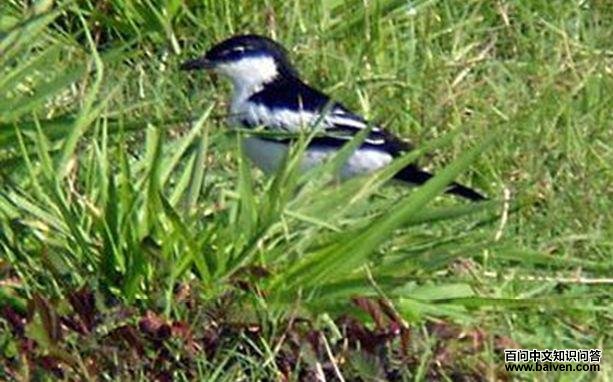 �׼������V��ͼƬ