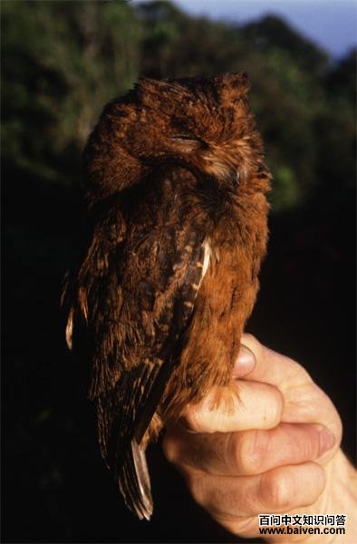 莫岛角鸮 莫岛角鸮的图片