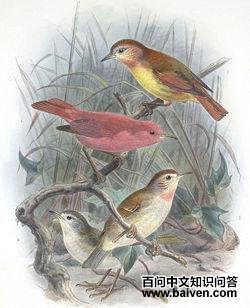 莫岛管舌雀 莫岛管舌雀的图片