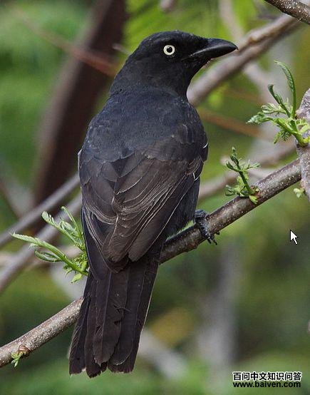 �������V��ͼƬ