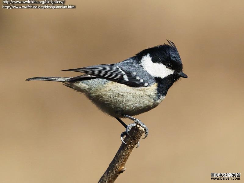 煤山雀 煤山雀的图片