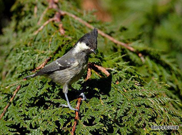 úɽȸ������