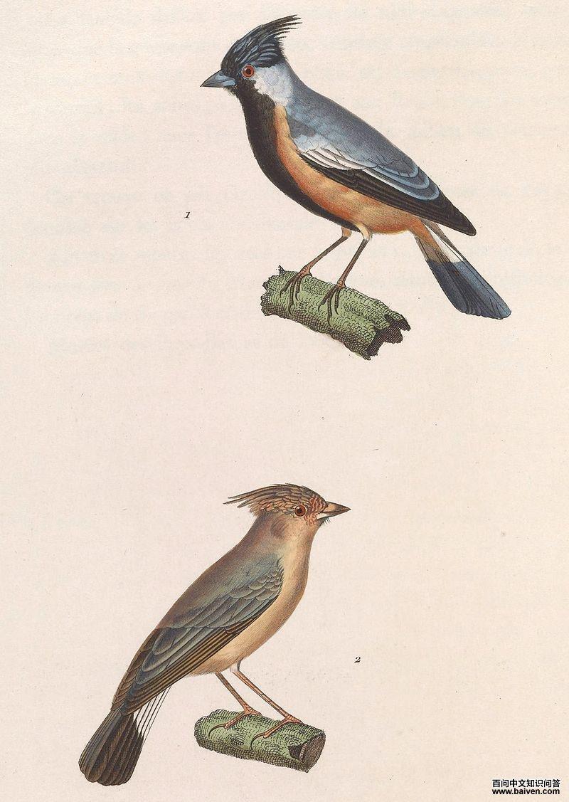 煤冠雀属 煤冠雀属的图片