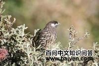 白颊伞鸟 白颊伞鸟的图片