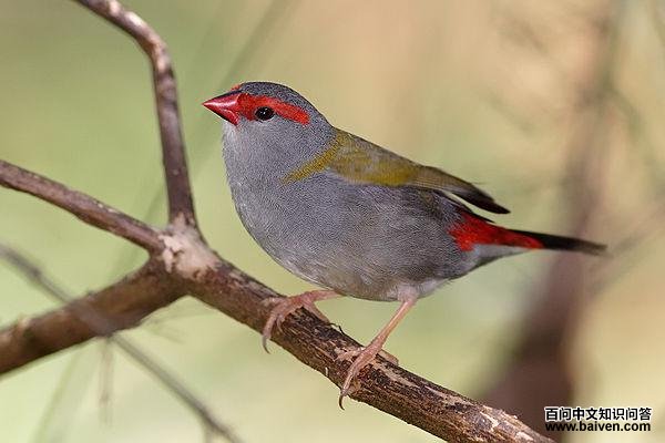 梅花雀科 梅花雀科的图片