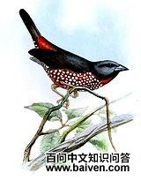 ��˫��ȸ�� 