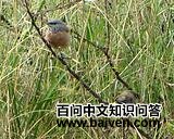 ��ͷ����������