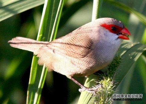 梅花雀 梅花雀的图片