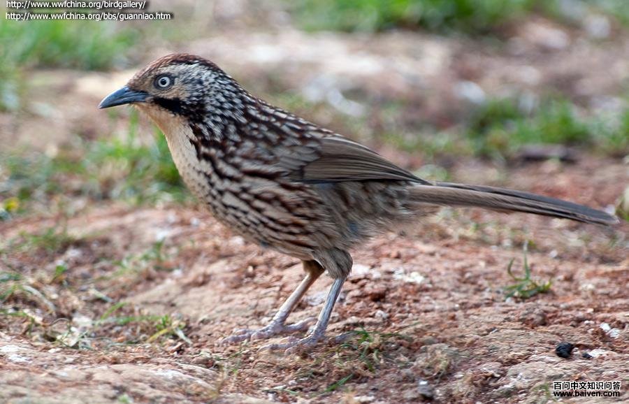 矛纹草鹛 矛纹草鹛的图片