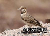 �׼�ȸ�����ͼƬ