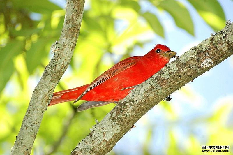 玫红丽唐纳雀 玫红丽唐纳雀的图片