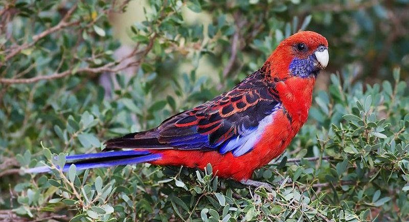 玫瑰鹦鹉属 玫瑰鹦鹉属的图片