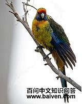 �̱�õ������